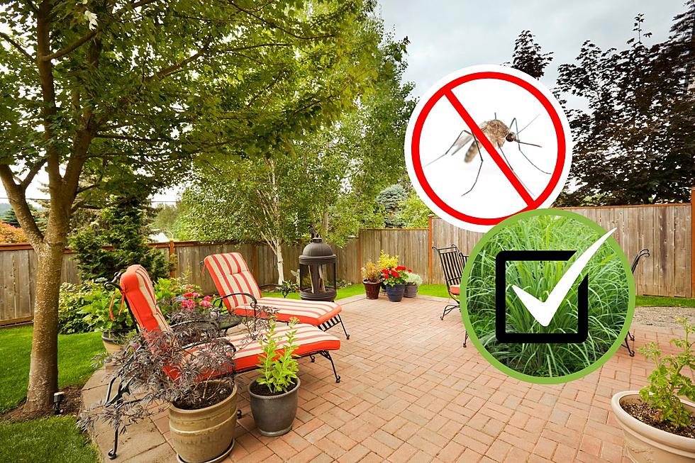Naturally Repel Mosquitos and Flies by Planting This in Your Yard