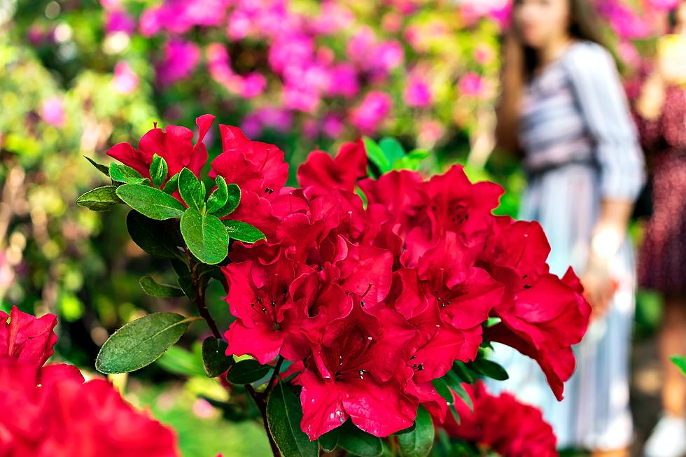 Southern Indiana&#8217;s Azalea Path Opens April 1st, Here is the Best Time to See the Blooms