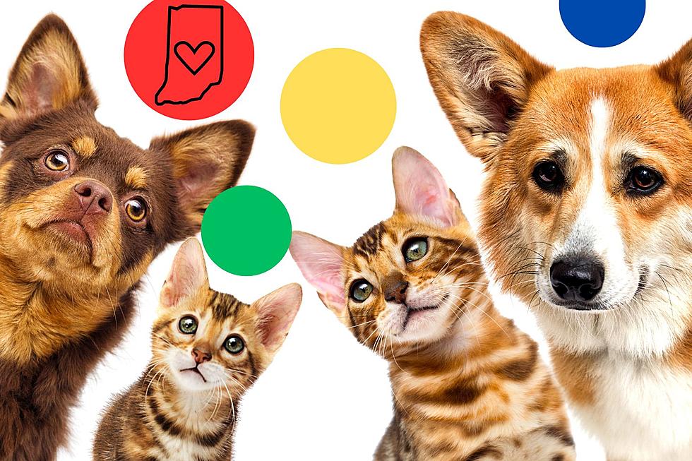 Join DOTs in Supporting Warrick Humane Society: Turn Your Dots into Donations Today!