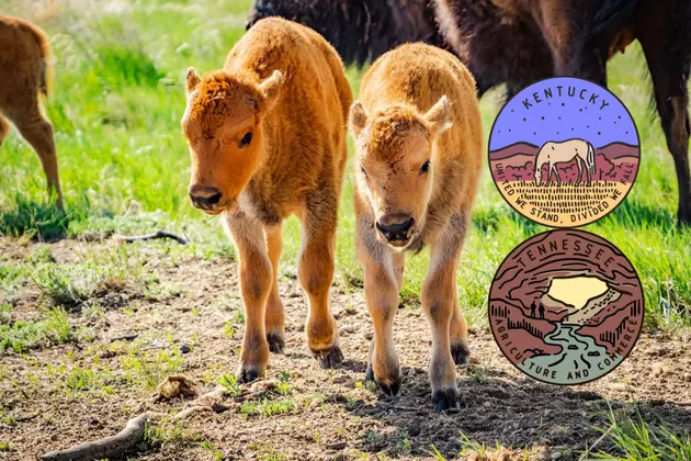Kentucky &#038; Tennessee Welcome Baby Bison at Land Between the Lakes