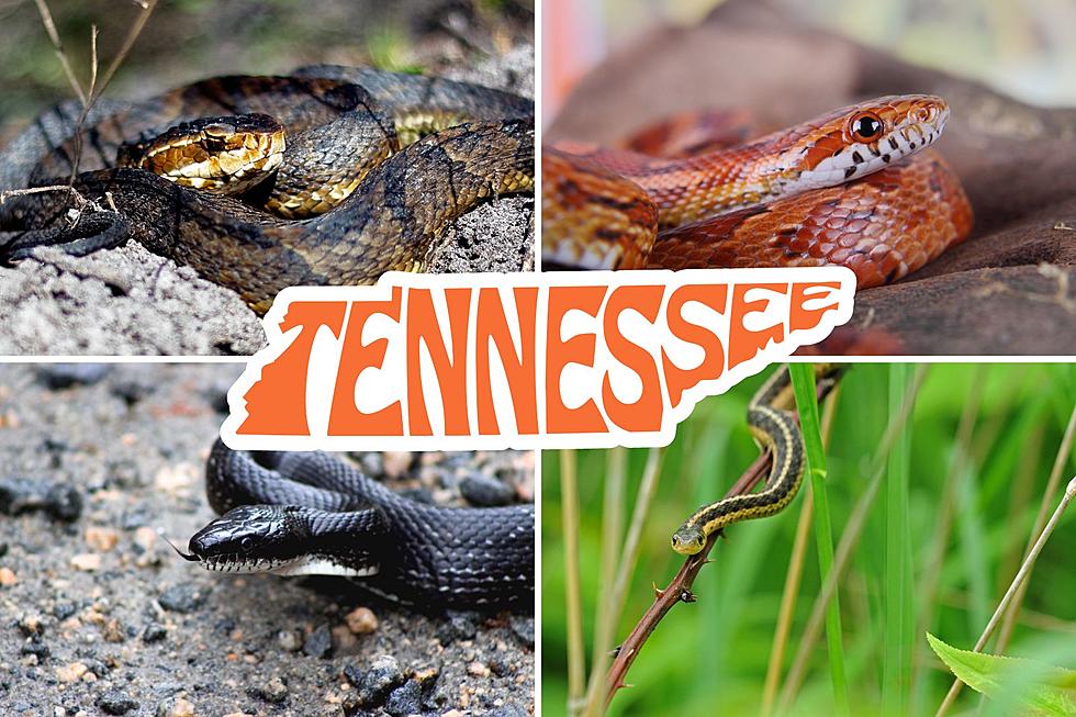 Stay Safe While Exploring Tennessee’s Great Outdoors: A Guide to Snakes You May Encounter