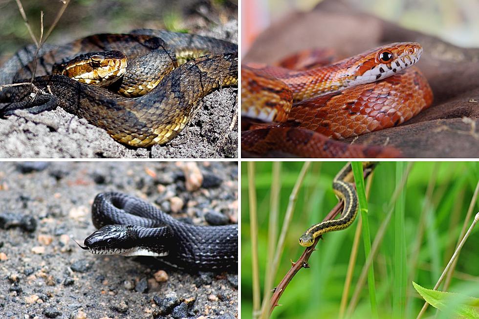 A Guide to Snakes You Might Encounter in the Tennessee Wilderness