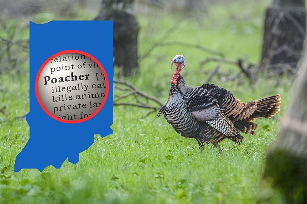 Indiana Men Arrested for Illegal Possession of Wild Turkeys