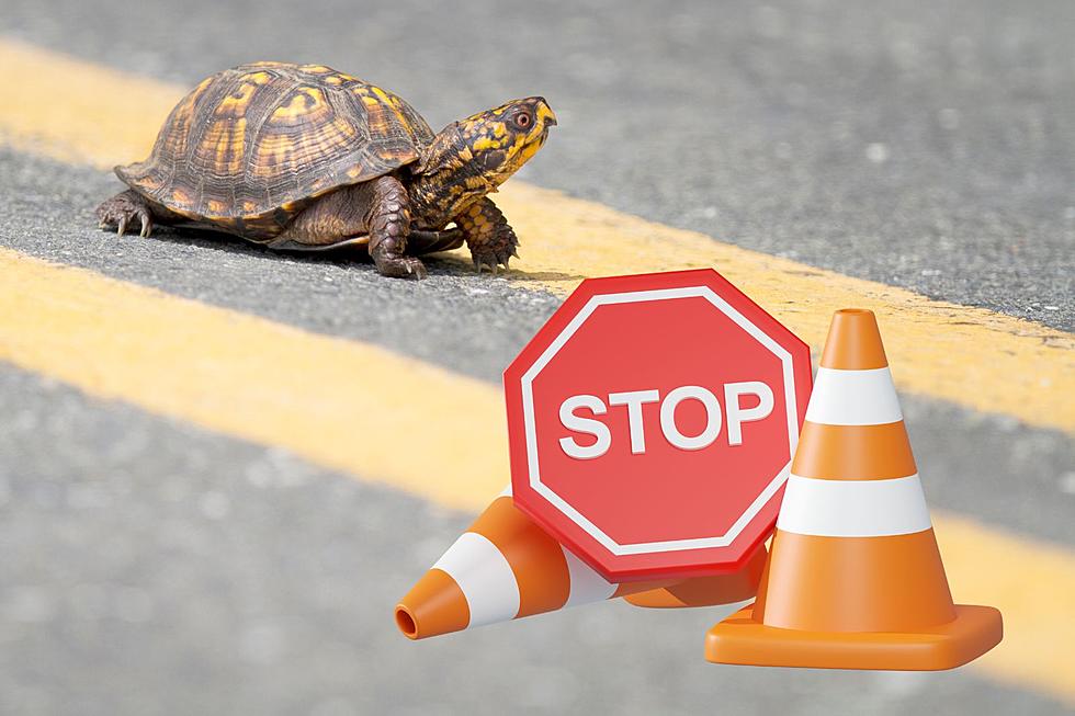 Safe Tips for Helping Turtles Cross Roads in IN & KY