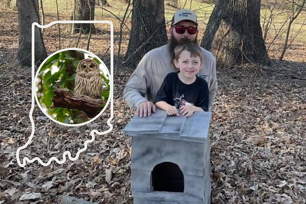 Father & Son Build DIY Owl Box from Old Wood and You Can Too
