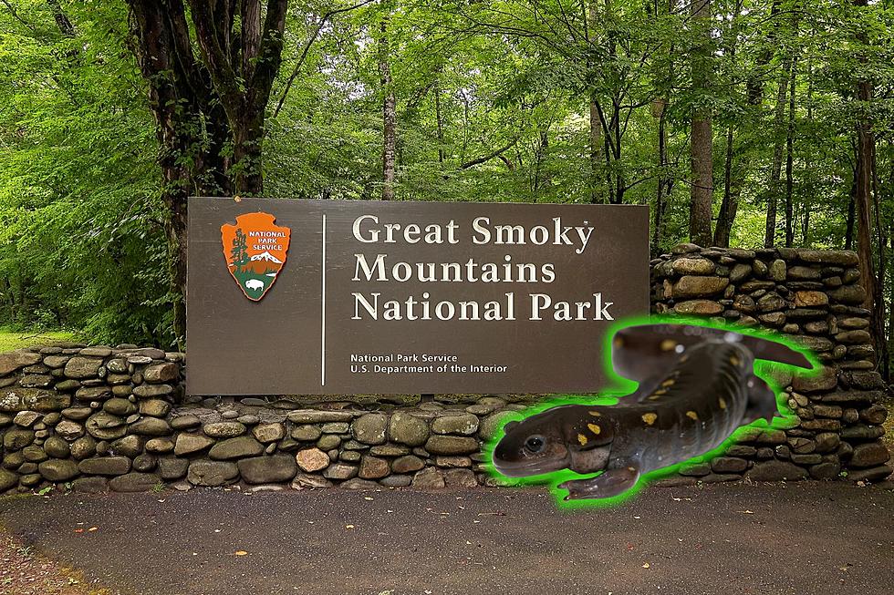 Researchers Discover Salamanders in the Smoky Mountains Glow