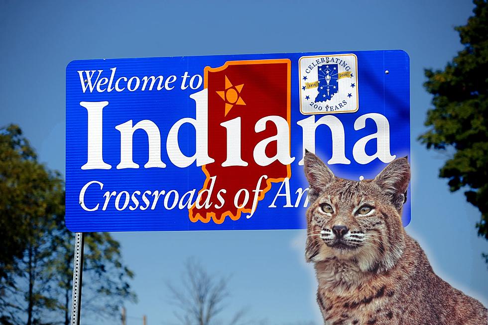 DNR Says Bobcats Have Been Sighted in Nearly Every Indiana County