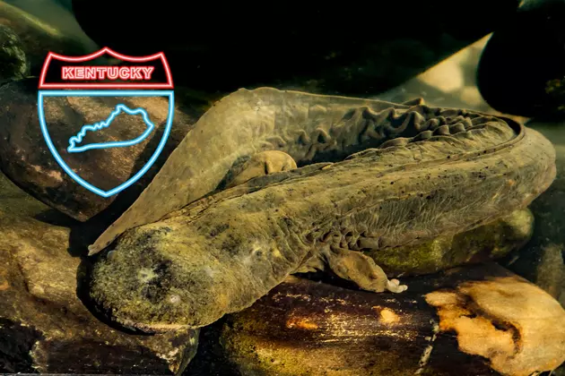 Eastern Hellbender: A Fascinating Species Found in Kentucky