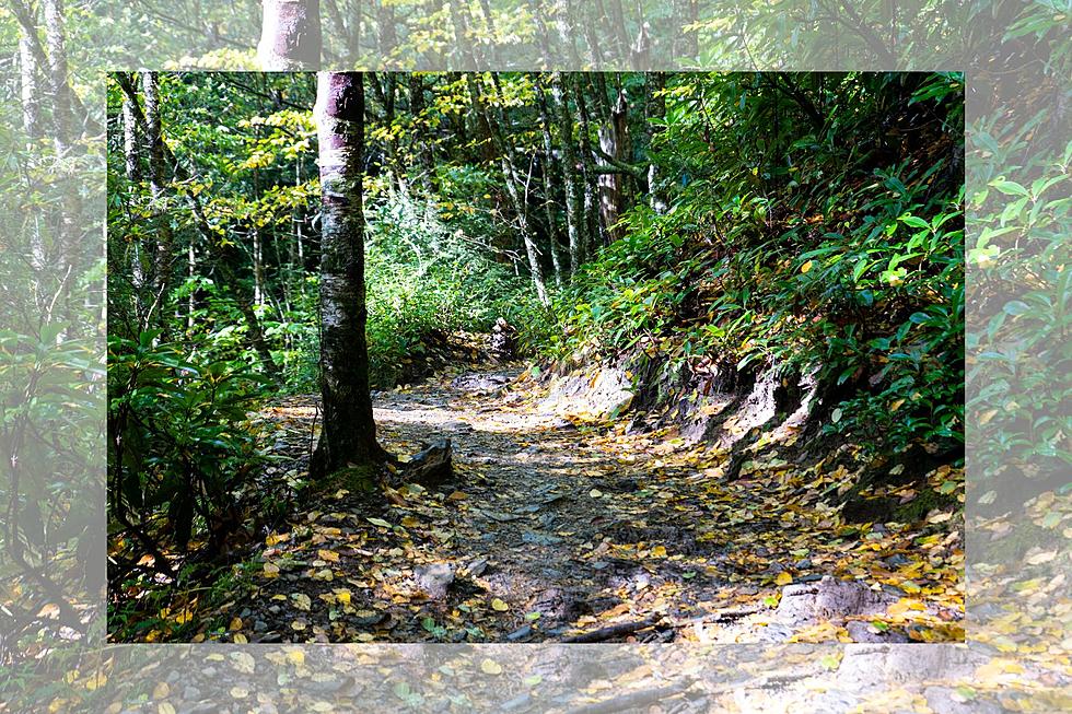 Enhancing Accessibility in Great Smoky Mountains National Park: Adaptive Programs Offer Inclusive Outdoor Adventures