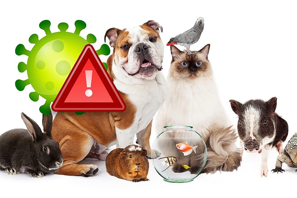 Protecting Yourself and Your Furry Friends from Zoonotic Diseases