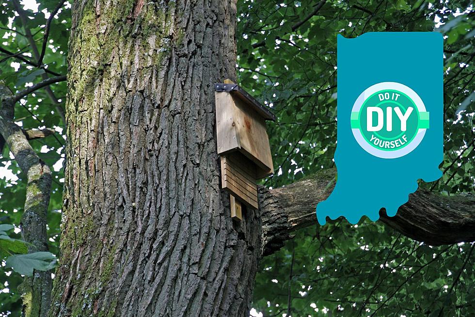 Build Your Own Bat Box at Angel Mounds State Historic Site in Evansville