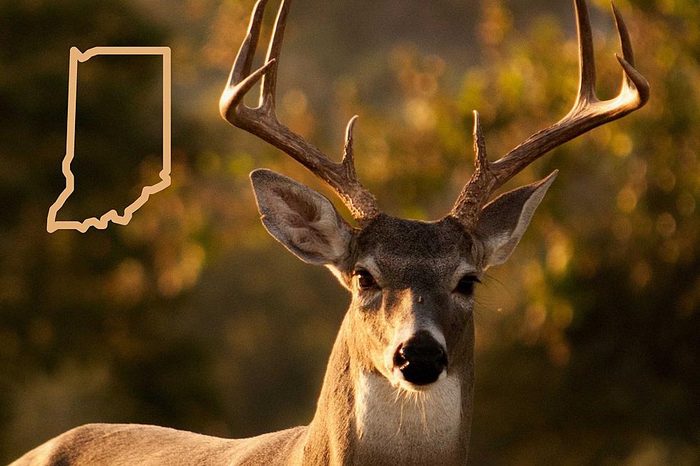 Donate Deer During Indiana Deer Season to Help Feed Those in Need