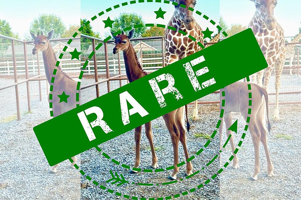Rare Solid Brown Spotless Giraffe Born at Tennessee Zoo: A Conservation Marvel