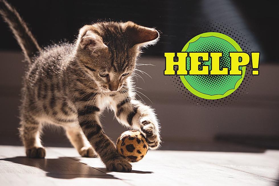 Vanderburgh Humane Society Needs Your Help Feeding Cats
