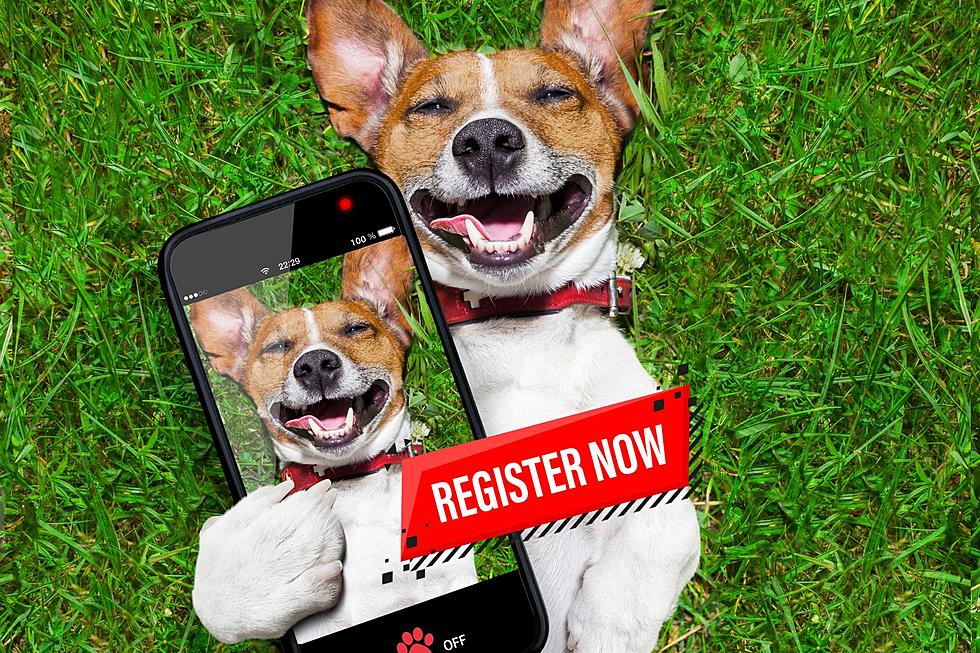 Enter Your Dog Now In The 2nd Annual Muttsminster Rescue Dog Show