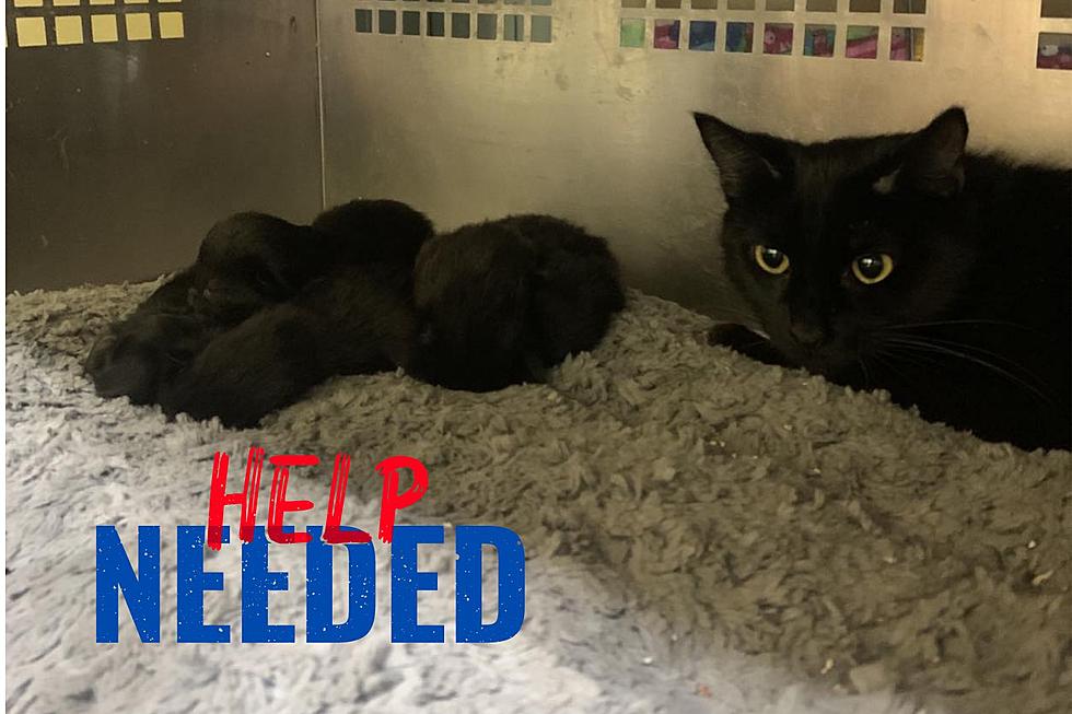 Urgent Help Needed: Indiana’s NewLife Rescue & Adoption Seeks Assistance for 21 Cats