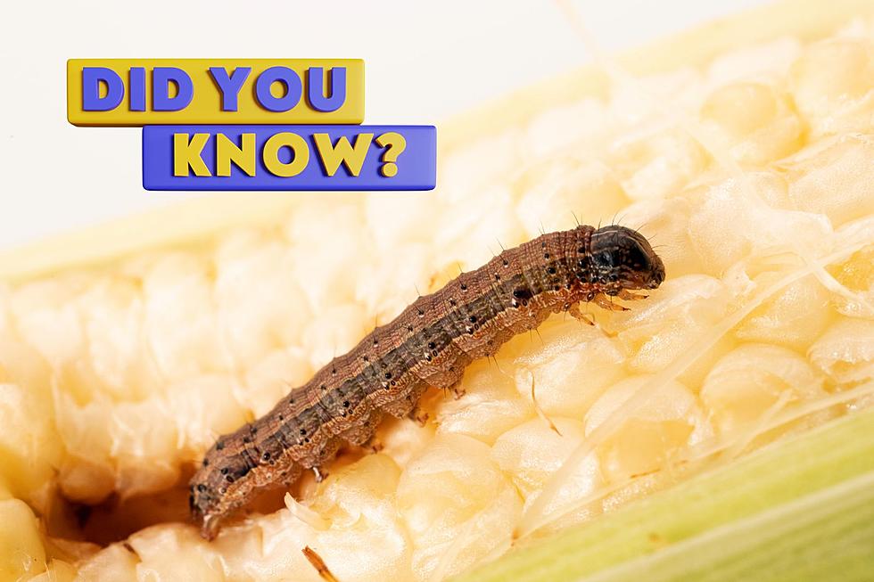 Tennessee Fall Armyworm Reports: Impact and Protection