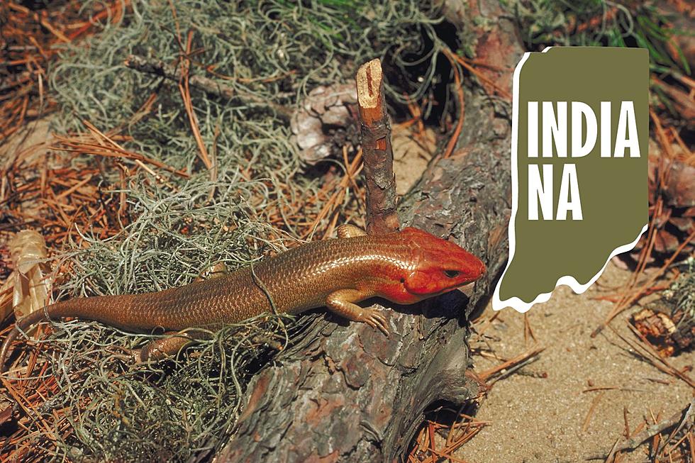 Indiana's Broad-Headed Skink: A Fascinating Native Lizard Species