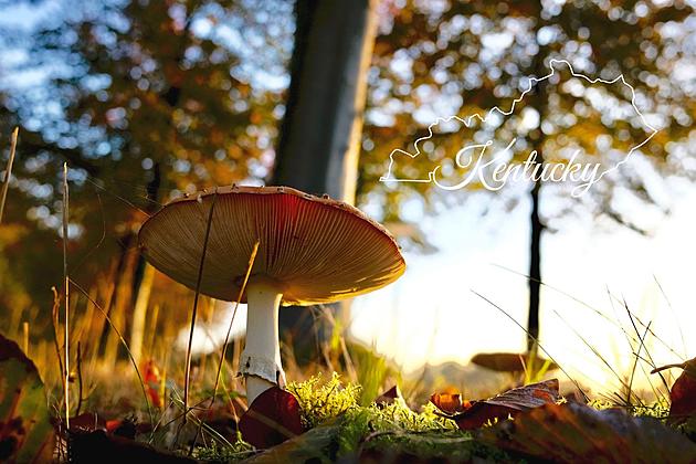 Explore Fungi and Nature at Kentucky Mushroom Festival 2023