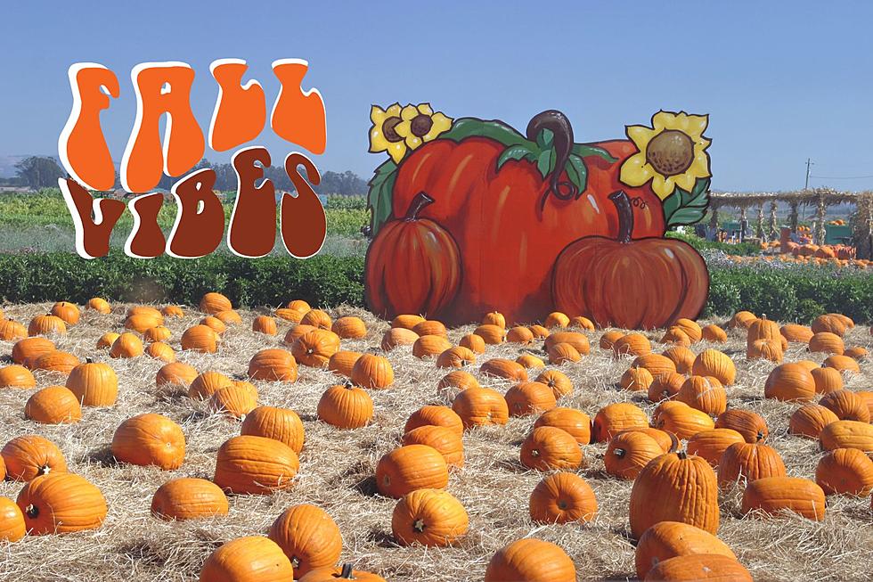 2023 Guide to Pumpkin Patches & Fall Fun in the Tristate