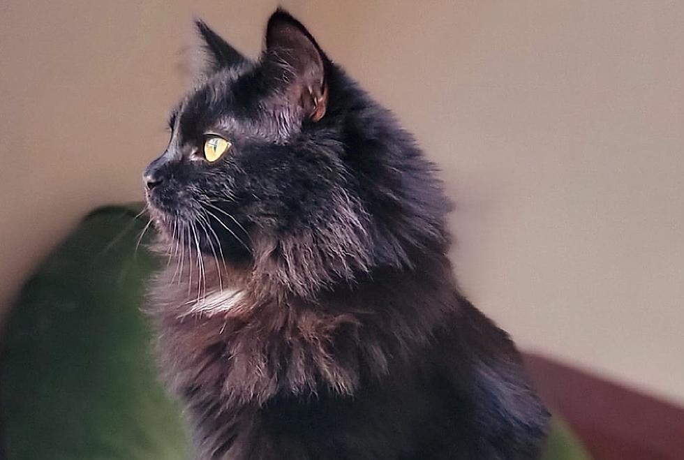 Unlocking the Magic: Why Adopting Black Cats Is a Bright Idea for Pet Lovers
