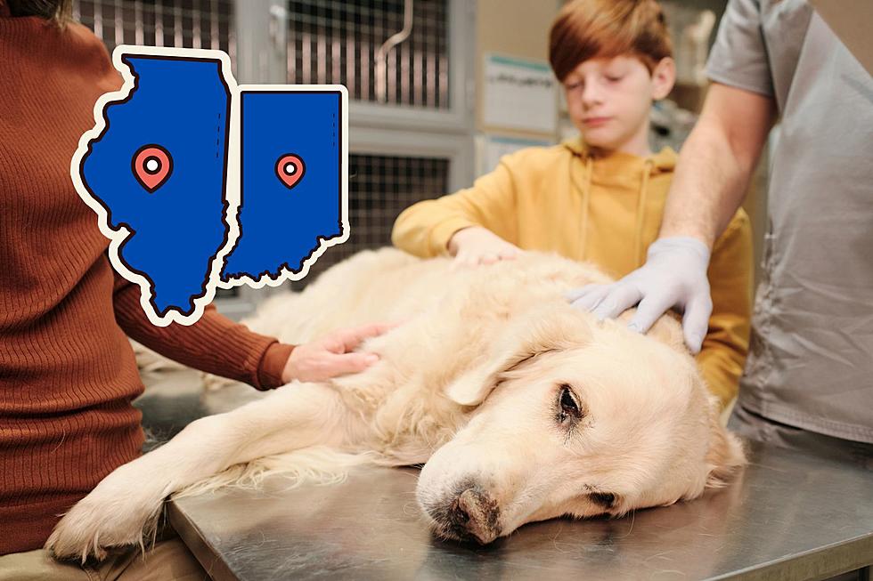 Dogs Contracting ‘Mysterious and Potentially Fatal’ Respiratory Illness in Indiana & Illinois