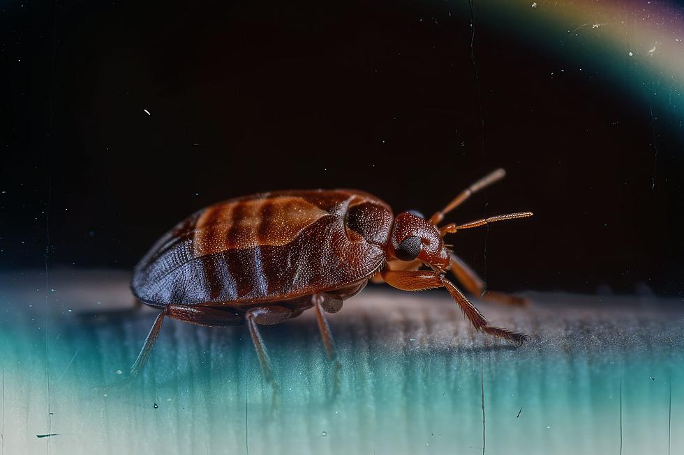 Ew! Indiana and Kentucky Rank in Top 5 Worst States for Bed Bugs