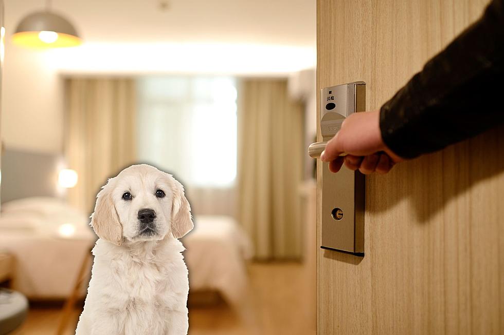 Traveling? This is the Best Pet-Friendly Hotel in Tennessee