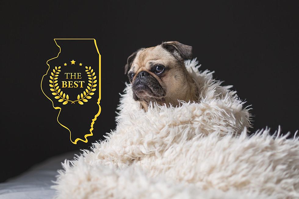 Pack Your Bags: This is the Best Pet-Friendly Hotel in Illinois