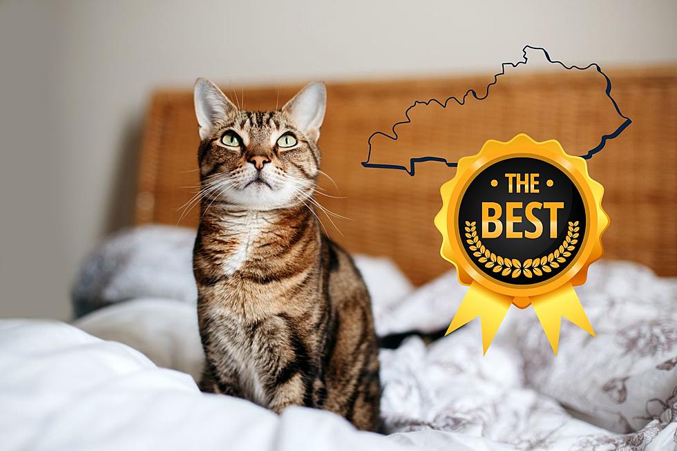 Pack Your Bags: This is The Best Pet-Friendly Hotel in Kentucky