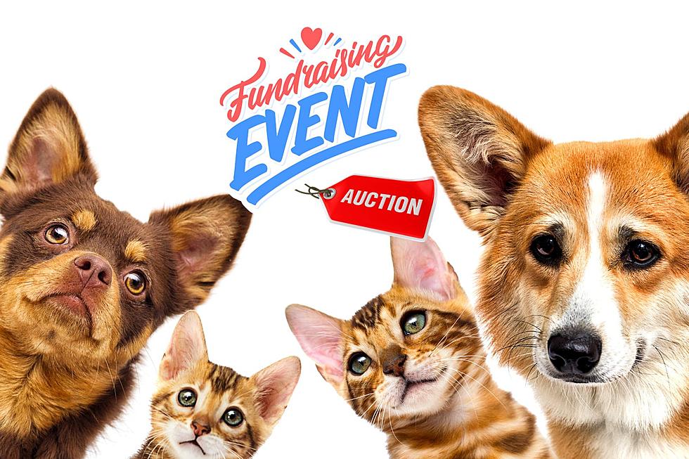 Join Us at the Newlife Rescue & Adoption Fundraiser