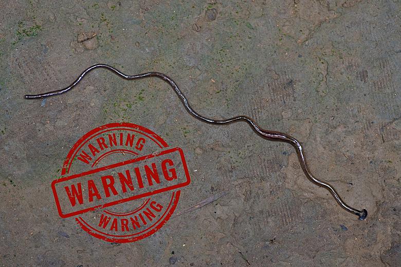 Invasive Cannibalistic Worms in Tennessee Secrete Neurotoxin