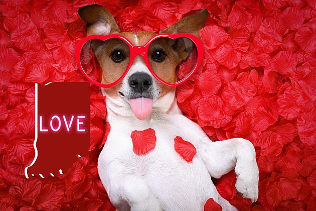 Spread the Love AND Help Homeless Animals in Indiana This Valentine&#8217;s Day