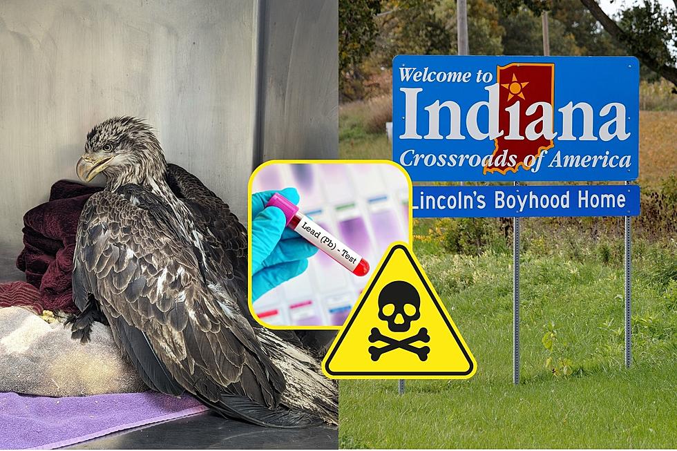 Bald Eagle Found in Indiana Suffering From Lead Toxicity Needs Your Help