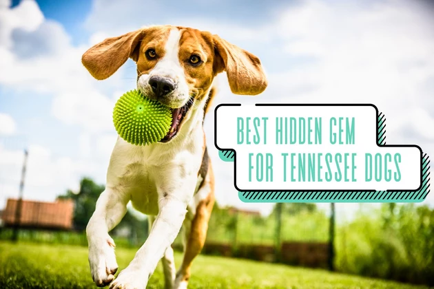 Tennessee Dog Park Among America’s Top 10 &#8216;Hidden Gems&#8217; for Dogs