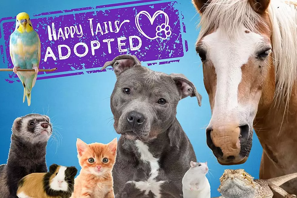 Here’s What Pet & Shelter Won the Happy Tails Contest