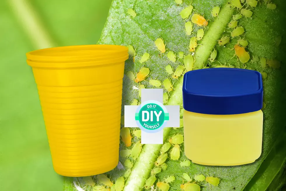 Hey Indiana Green Thumbs: Try This DIY Hack to Rid Your Garden of Aphids