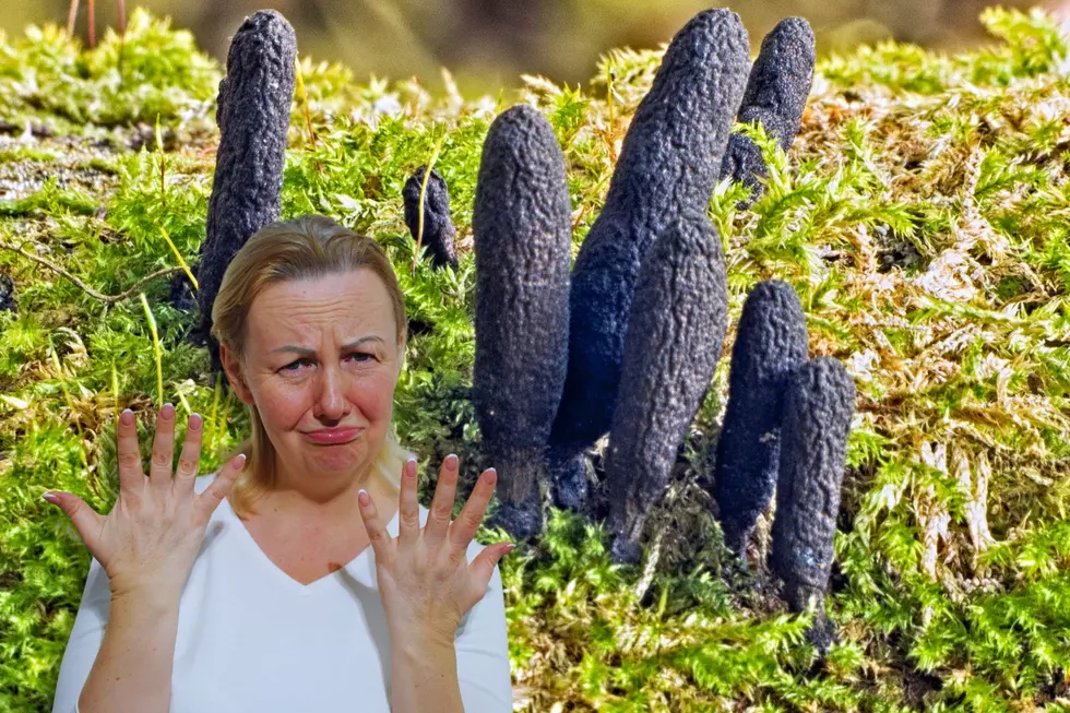 Dead Man&#8217;s Fingers: The Morbidly Named Mushroom Found in Indiana
