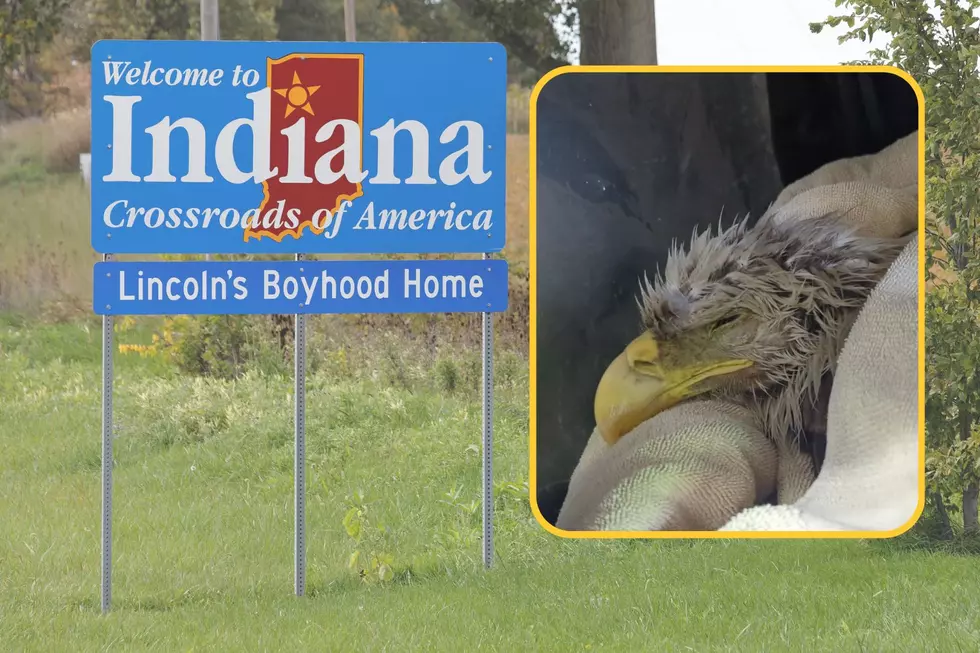 Hypothermic Bald Eagle Recovering at Indiana Wildlife Rescue
