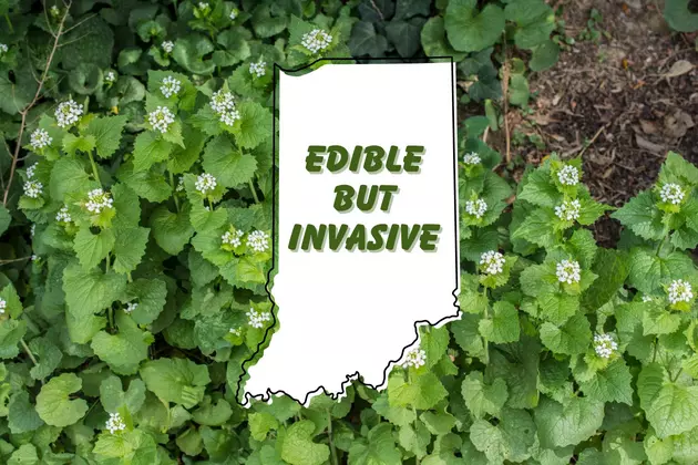 Highly Invasive But Totally Edible Plant Found in Indiana