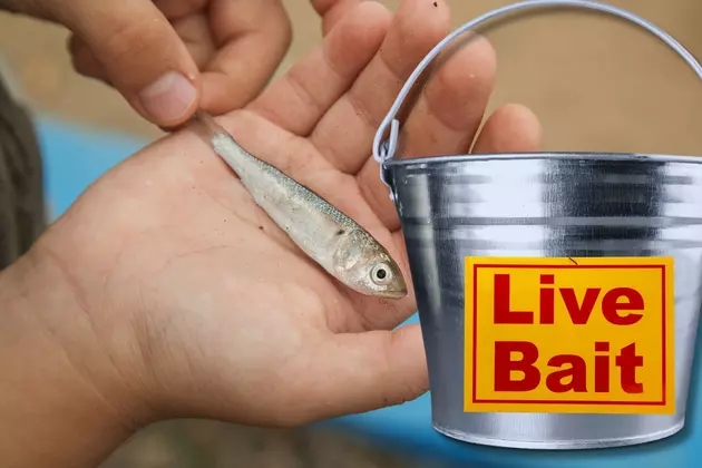 Don&#8217;t Dump Your Bait Bucket &#8211; It&#8217;s Bad for Indiana&#8217;s Waterways