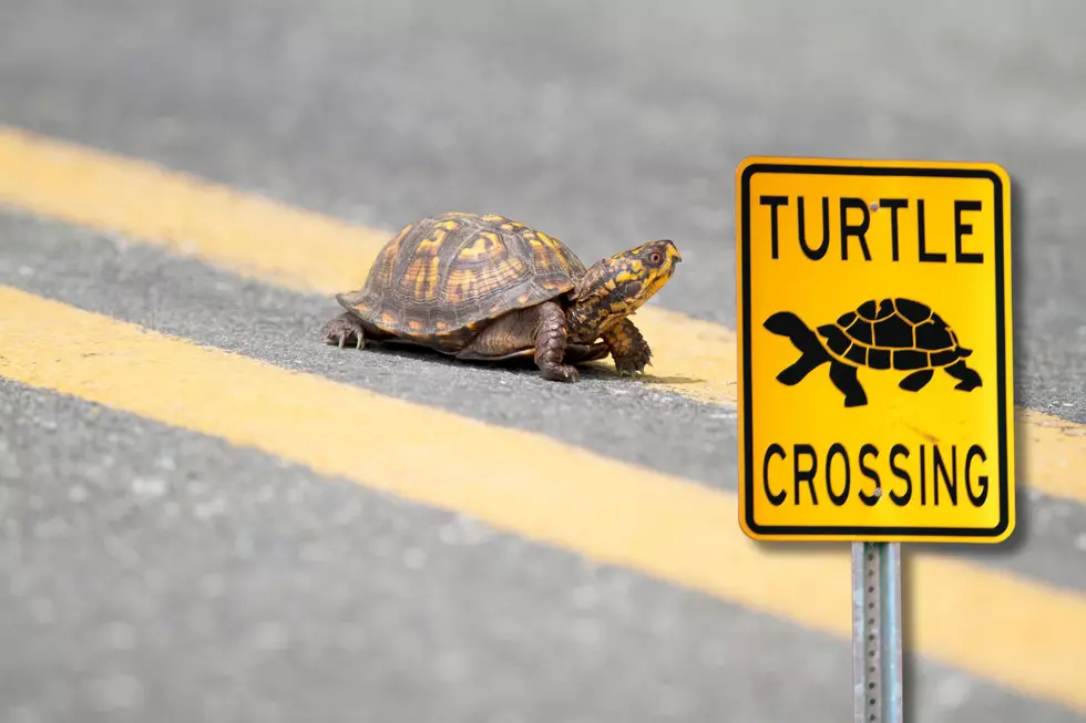 Evansville Police Help a Turtle Cross the Road and You Can Too