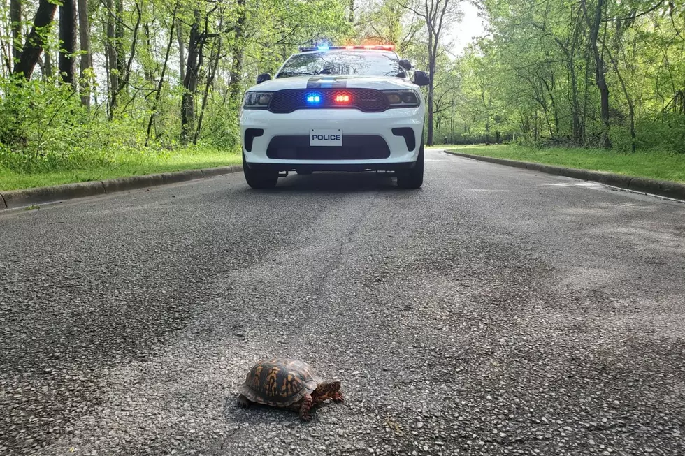 Evansville Indiana Police Help a Turtle Cross the Road and You Can Too