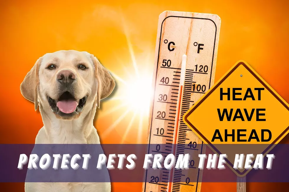 Essential Tips To Protect Your Pets From The Summer Heat