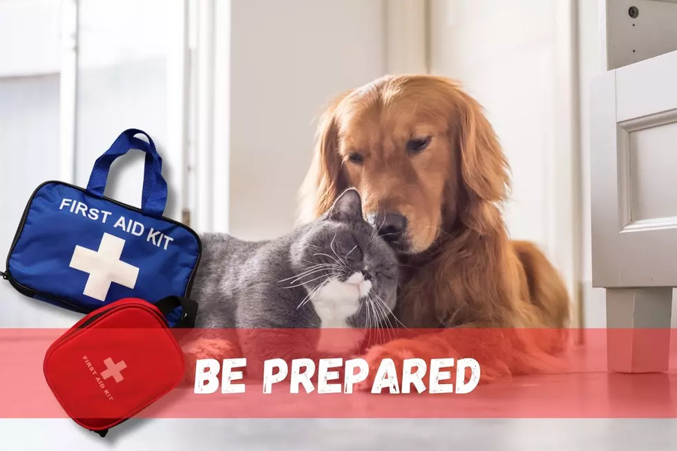 These 11 Items Should Be in Every Animal Lover&#8217;s Pet First Aid Kit