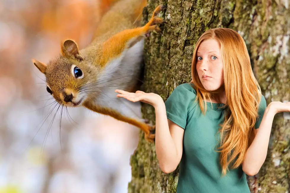 attachment-Pet Squirrels Indiana (2)