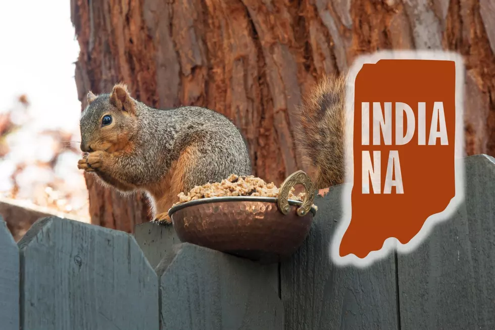 Everything You Need to Know About Squirrels in Indiana Including If You Can Keep One As a Pet