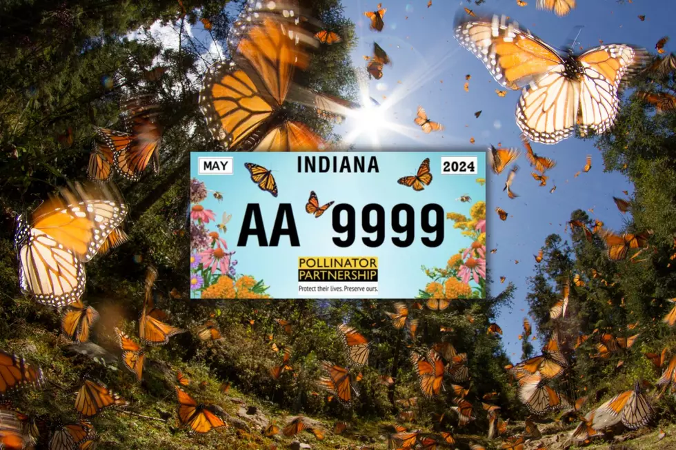 Here’s How to Sign the Petition for a New Pollinator Plate in Indiana