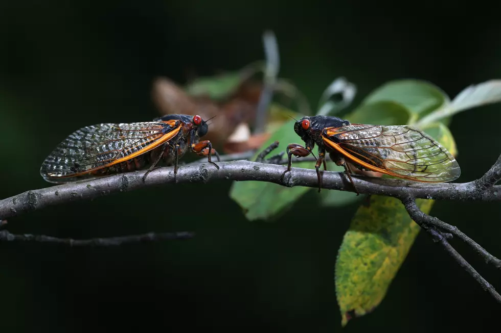 Get Ready for the Return of Cicadas in Indiana Kentucky and Tennessee