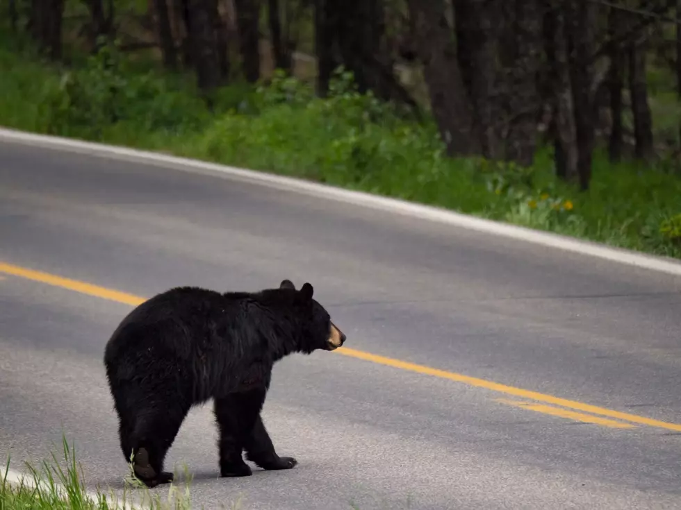 Black Bear Moves Through Illinois: Here’s What Residents Should Do
